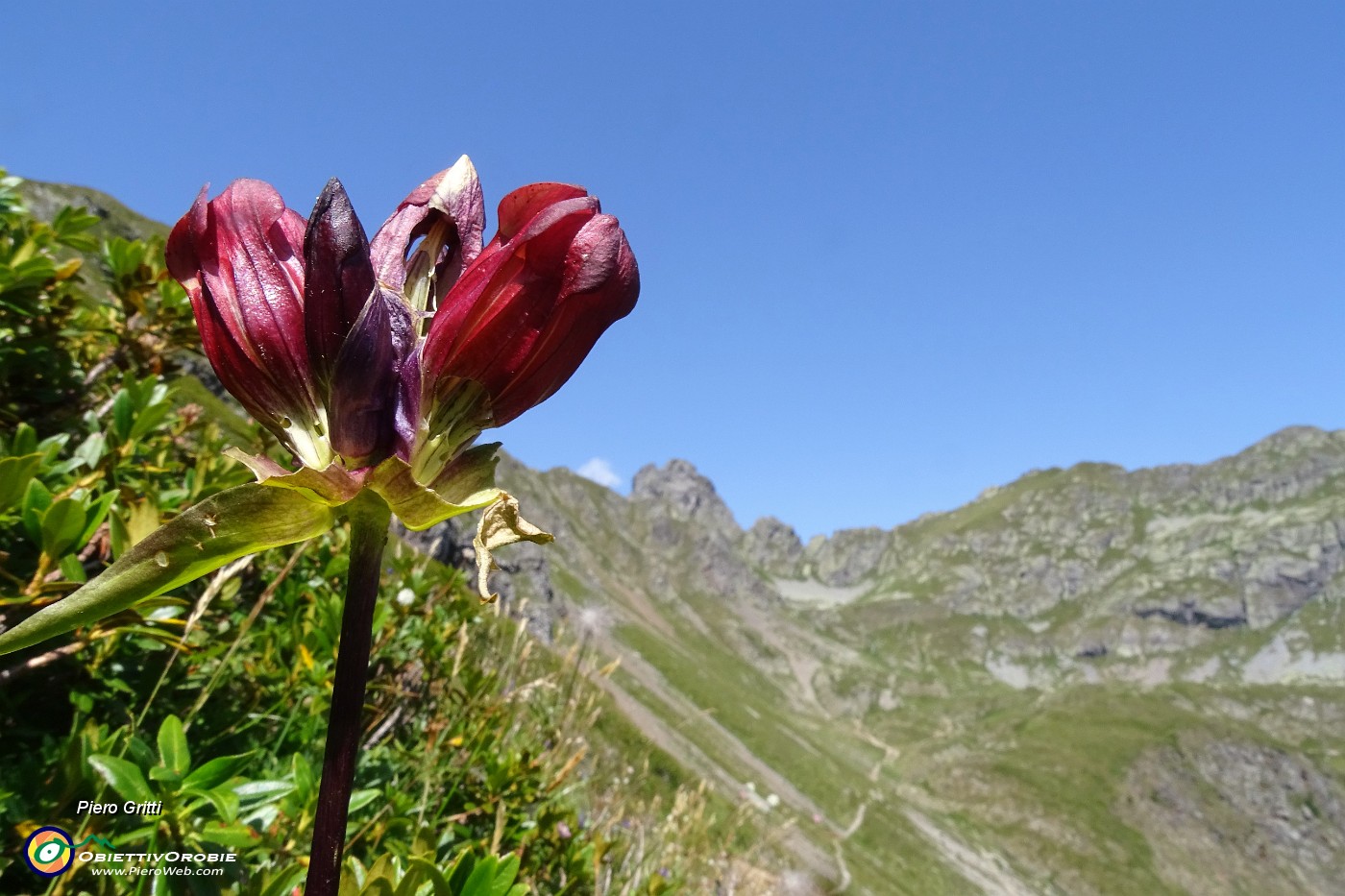 30 Genziana porporina (Gentiana Lutea) sul sent. 109 per i Laghetti di Ponteranica.JPG